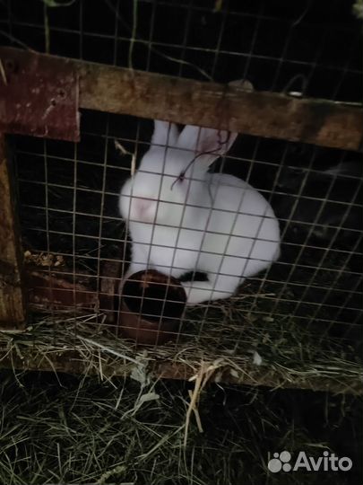 Продаю кроликов