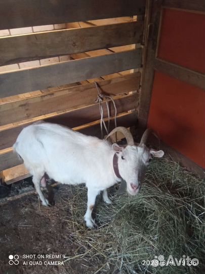 Дойные козы