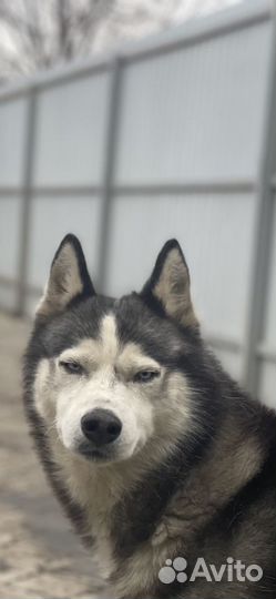 Вязка(кобель)