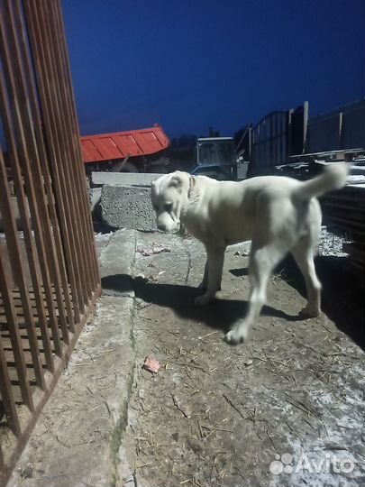 Чистокровный алабай, вязка