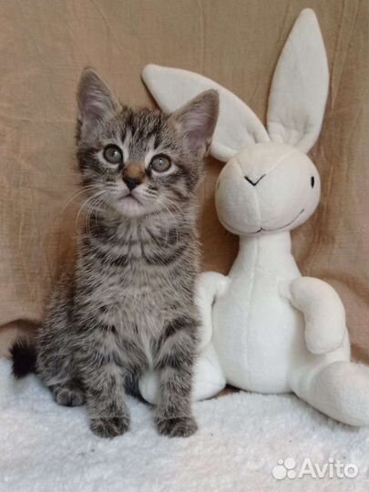 Котенок в дар бесплатно