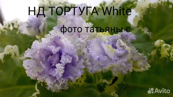 Сортовые фиалки на срез