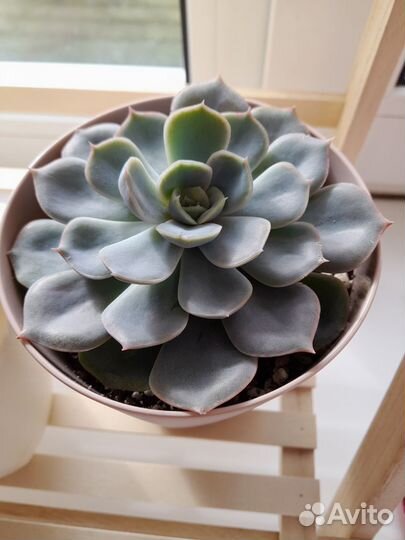 Эхеверия, хавортия