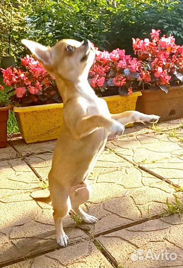 Щенки чихуахуа