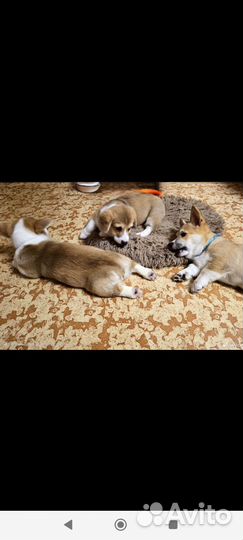 Вельш-корги пемброк