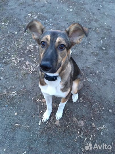 Девочка дворняжка в добрые руки