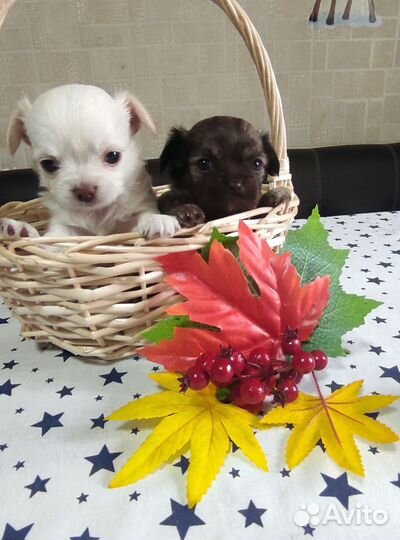 Щенки чихуахуа