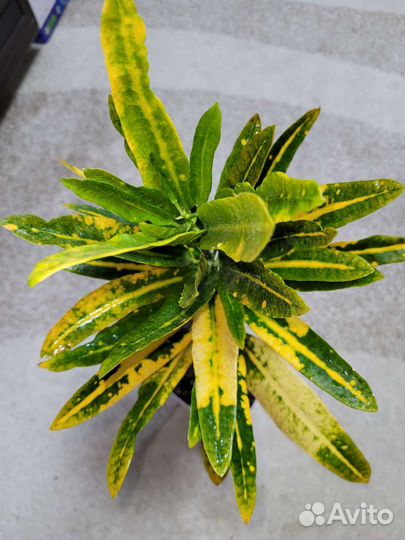 Кротон Сани стар