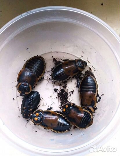 Тараканы, мокрицы, улитки