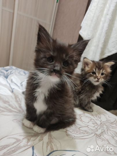 Котята мейн-кун