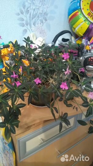 Продам цветы комнатные
