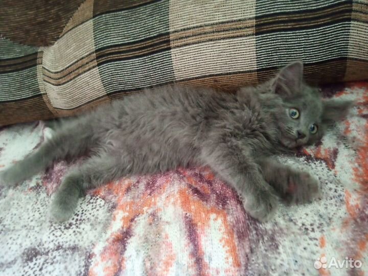 Хочу быть домашним котиком