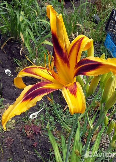 Лилейник Highland Lord и др