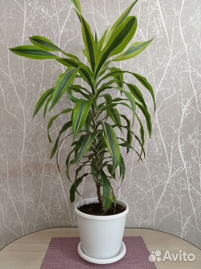 Пальма драцена