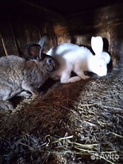 Крольчата