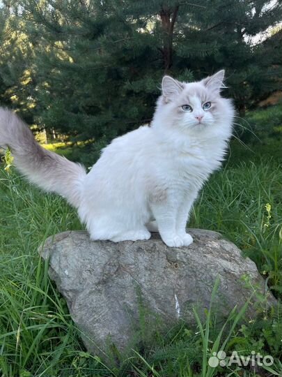 Невская маскарадная кошечка с документами