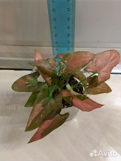 Сингониум Ред Спот