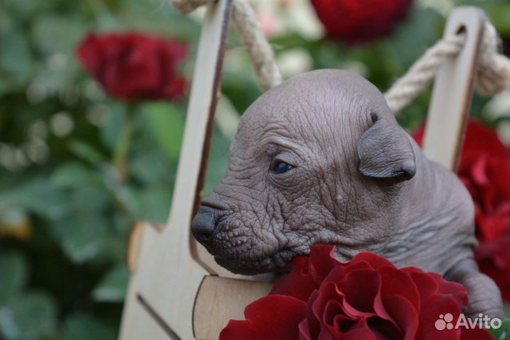 Мальчишка мексиканской голой мини