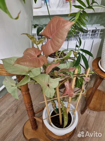 Сингониум ред харт