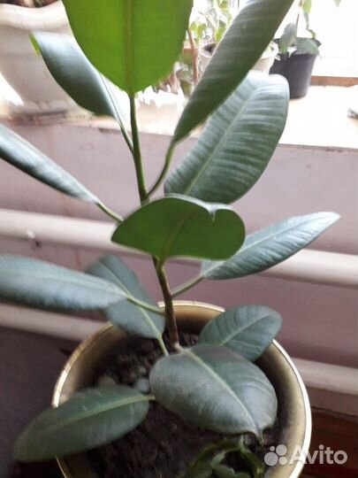 Комнатные цветы