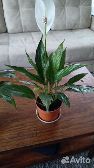 Спатифиллум купидо