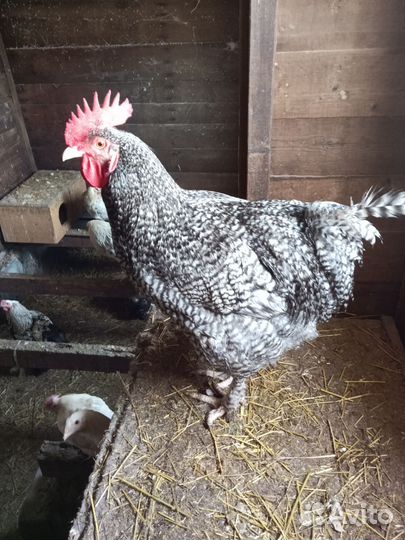 Инкубационное яйцо