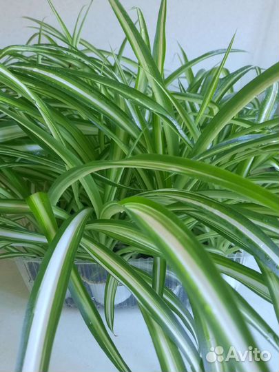 Хлорофитум