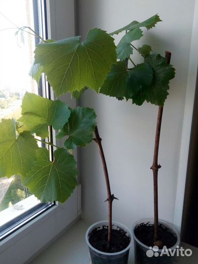 Саженцы и черенки винограда