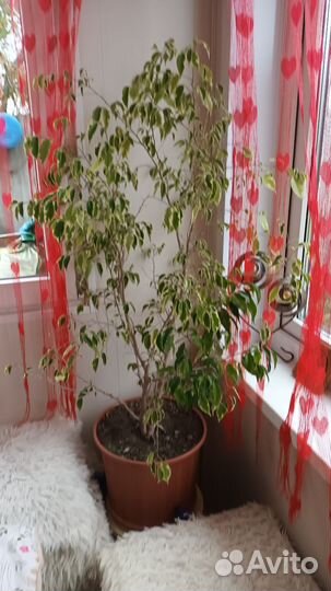 Фикус бенджамина пестролистный