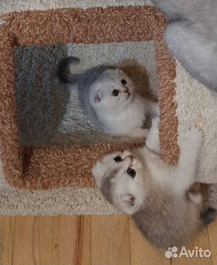 Шотландские вислоухие котята шиншилла