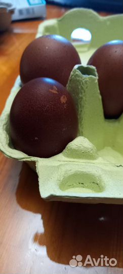 Инкубационное яйцо маран