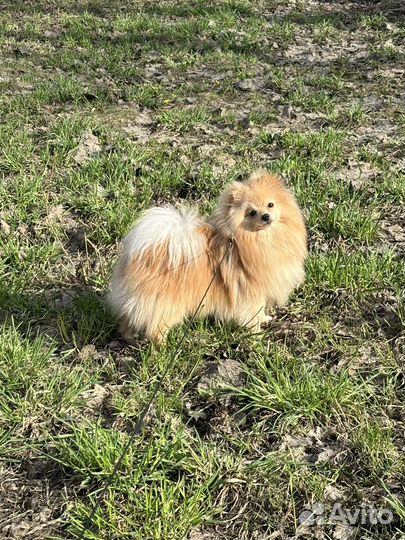 Вязка собак шпиц