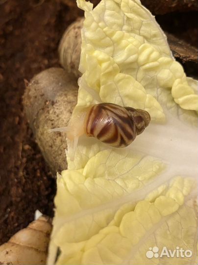 Улитки ахатины ретикулята альбино боди