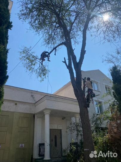 Расчистка участка, Спил деревьев Покос травы