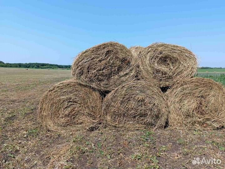 Продам сено в рулонах