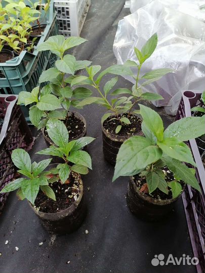 Гортензия саженцы фрайз Сандей, Мельба, Ванила