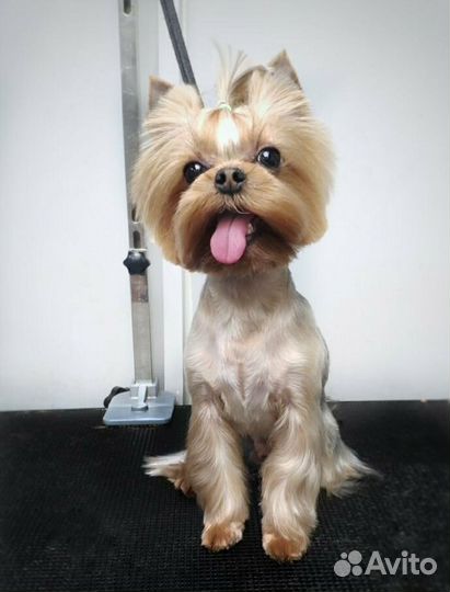 Стрижка для собак и кошек