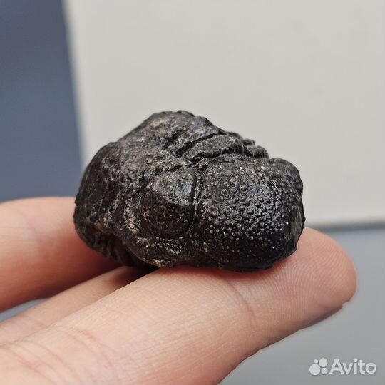 Свернутый трилобит Phacops свертыш