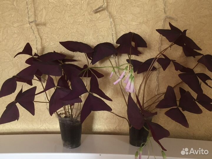 Кислица фиолетовая