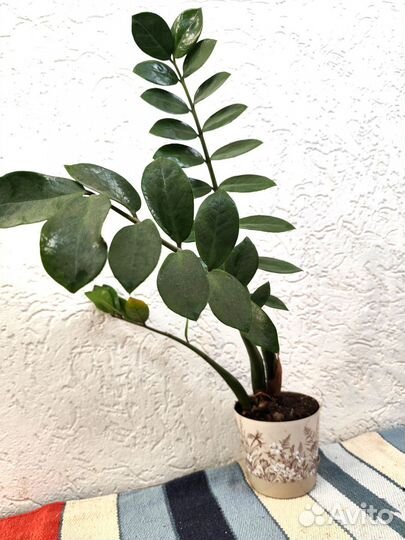 Замиокулькас Буавена