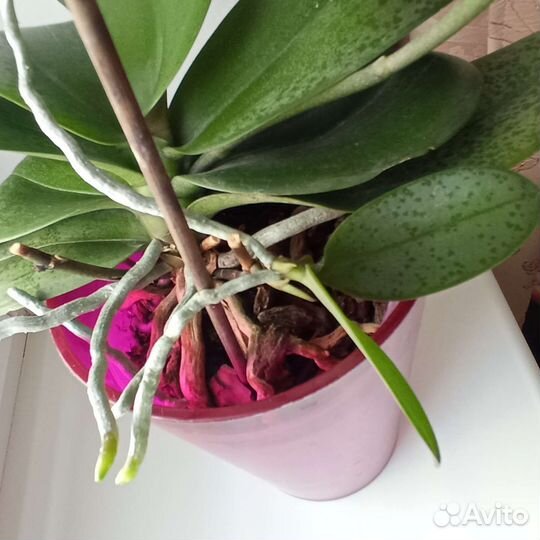 Орхидея фаленопсис парфюмерная фабрика