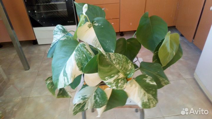 Комнатные цветы. Монстера варигатная