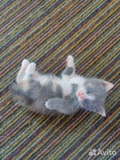 Кошка в дар бесплатно