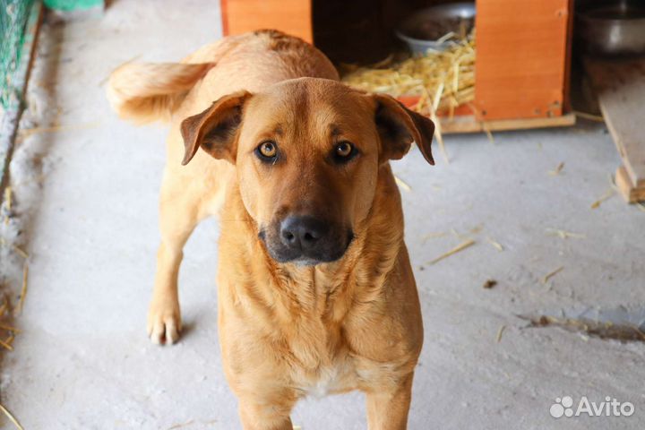 Метис лабрадора в дар