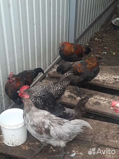 Молодые петухи