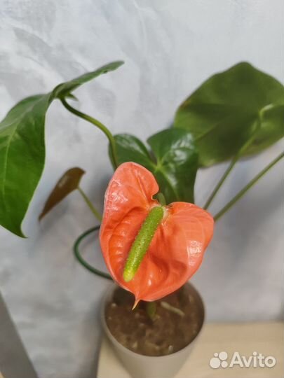 Антуриум Модурал