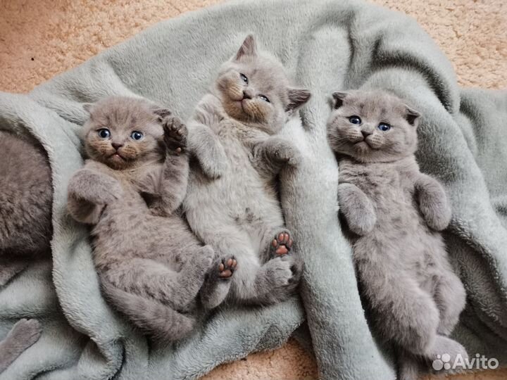 Британские котята
