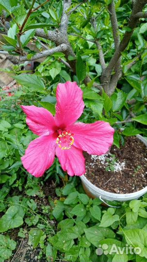 Гибискус китайская роза двуцветный