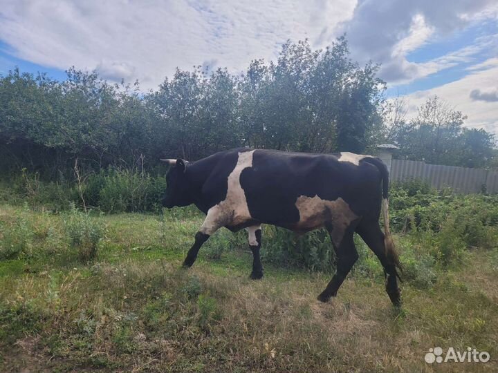Коровы.бык.теленок