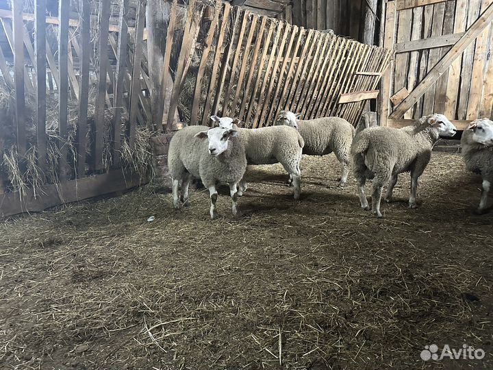 Бараны тексель